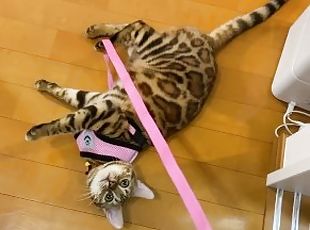 The kitty is taken to the hospital by her master ... . The rebellio...