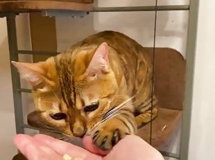 Pussy eating through transparent glass. Kitty does not think she is...