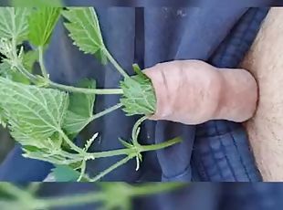 Self stinging nettles on cock with ruined orgasm cumshot
