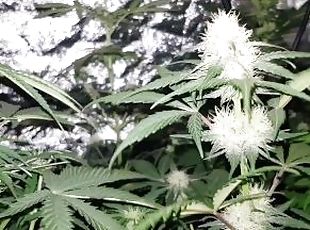Cultivo De Cnabis - Floraci