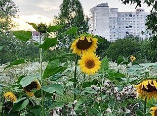 বাহির, সরকারী, গুহ, নোংরা-slut, দীর্ঘকাল-স্থায়ী, ট্যাটু, প্রবেশ-করানো, সবজি